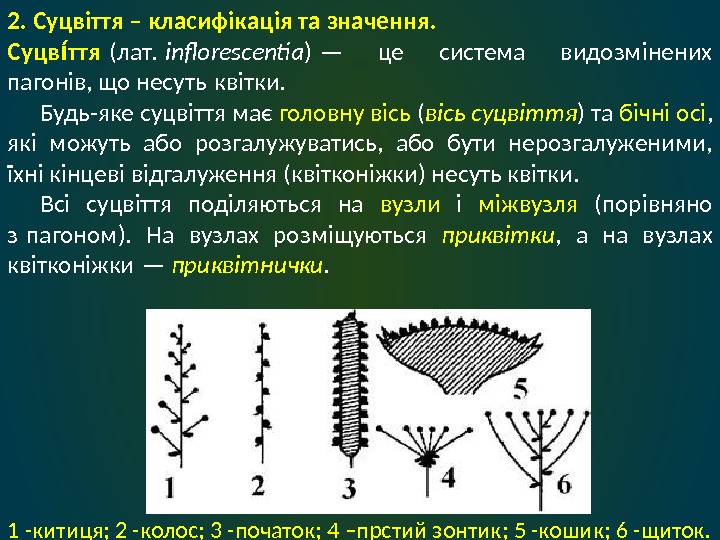 2. Суцвіття – класифікація та значення. Суцв ттяі і (лат.  inflorescentia ) —