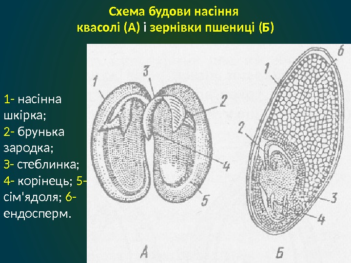 Схема будови насіння квасолі (А) і зернівки пшениці (Б) 1 - насінна шкірка; 