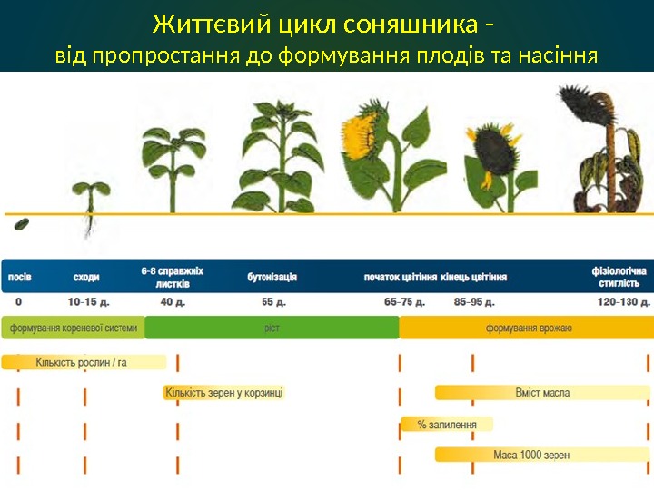 Життєвий цикл соняшника - від пропростання до формування плодів та насіння 