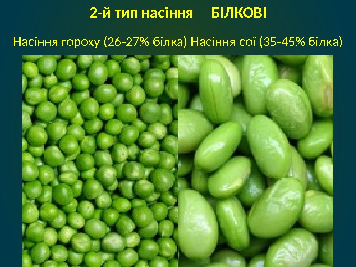 Насіння гороху (26 -27 білка) Насіння сої (35 -45 білка) 2 -й тип насіння