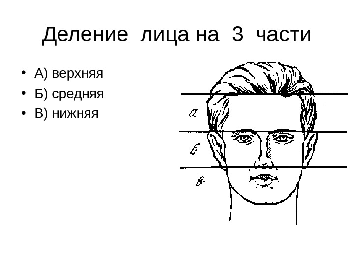 Деление лица на 3 части • А) верхняя • Б) средняя • В) нижняя