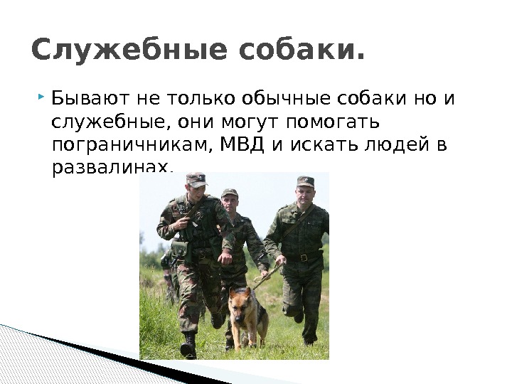  Бывают не только обычные собаки но и служебные, они могут помогать пограничникам, МВД
