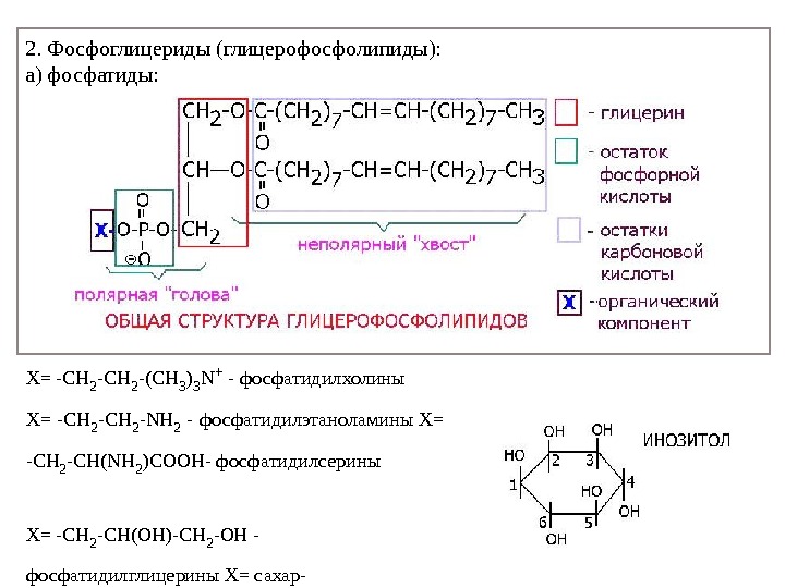 2. Фосфоглицериды (глицерофосфолипиды): а) фосфатиды: Х= -СH 2 -CH 2 -(СН 3 ) 3