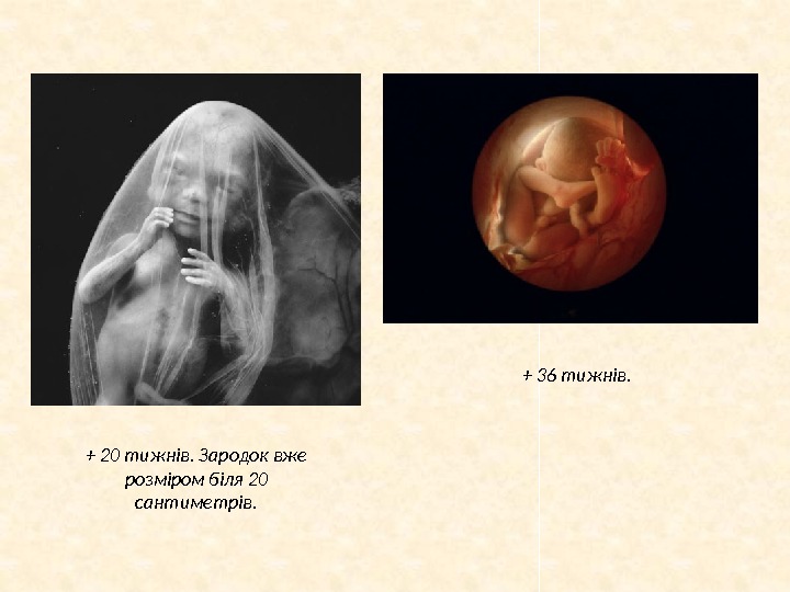 + 20 тижнів. Зародок вже розміром біля 20 сантиметрів. + 36 тижнів.  