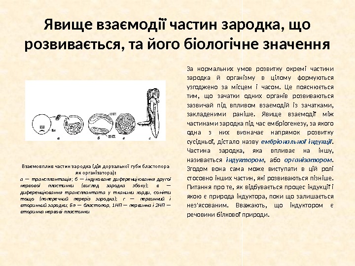 Явище взаємодії частин зародка, що розвивається, та його біологічне значення За нормальних умов розвитку