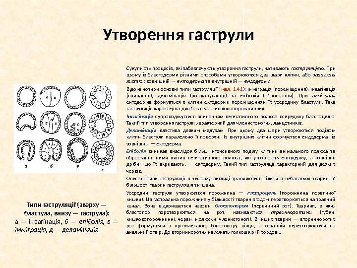 Утворення гаструли Сукупність процесів, які забезпечують утворення гаструли, називають гаструляцією.  При цьому із