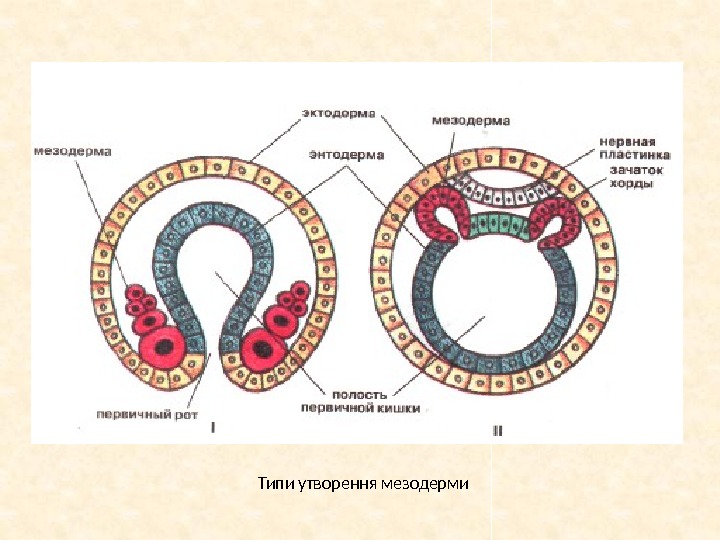 Типи утворення мезодерми 