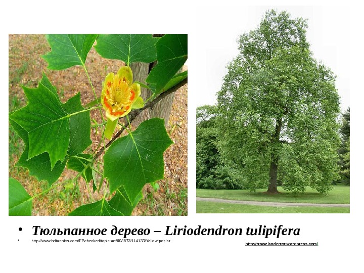 • Тюльпанное дерево – Liriodendron tulipifera • http: //www. britannica. com/EBchecked/topic-art/608672/114133/Yellow-poplar http: //trowelanderror.