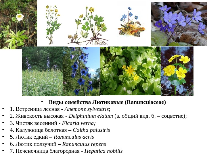 • Виды семейства Лютиковые (Ranunculaceae) • 1. Ветреница лесная - Anemone sylvestris ;