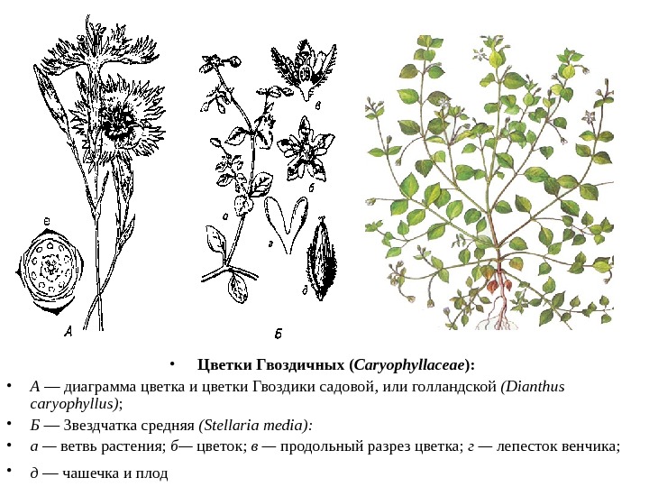  • Цветки Гвоздичных ( Caryophyllaceae ):  • А — диаграмма цветка и