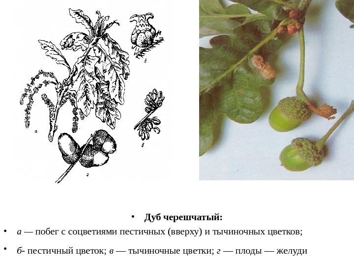  • Дуб черешчатый:  • а — побег с соцветиями пестичных (вверху) и