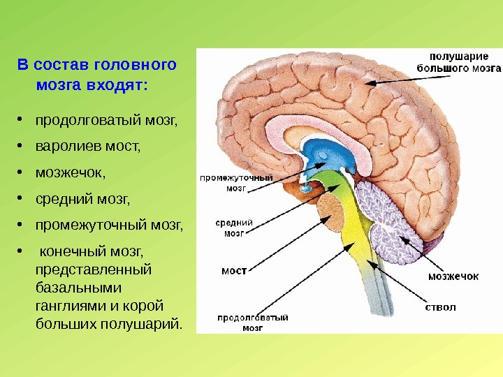 В состав головного мозга входят: • продолговатый мозг,  • варолиев мост,  •