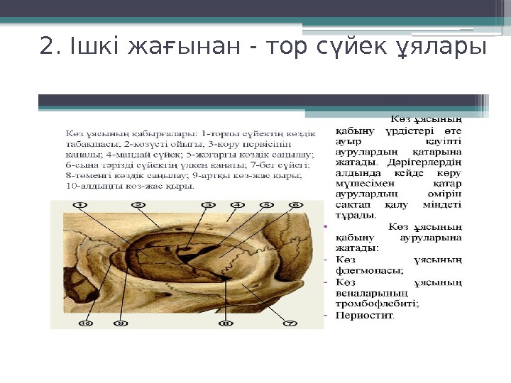 2. Ішкі жағынан - тор сүйек ұялары     