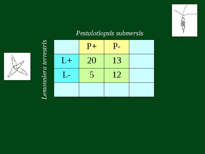   P + P- L + 20 13 L- 5 12 Pestalotiopsis submersis.