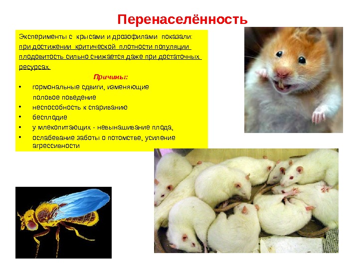 Перенаселённость Эксперименты с крысами и дрозофилами показали: при достижении критической плотности популяции плодовитость сильно