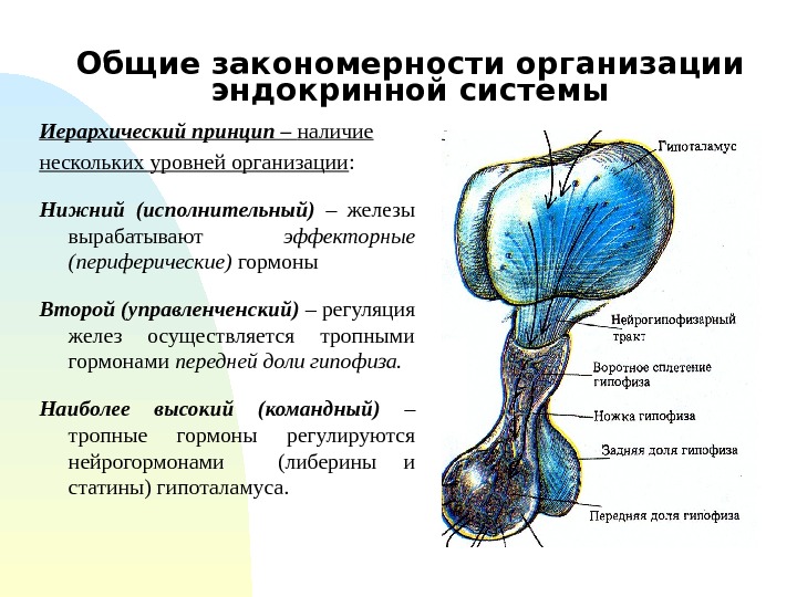 Общие закономерности организации эндокринной системы Иерархический принцип – наличие нескольких уровней организации : Нижний