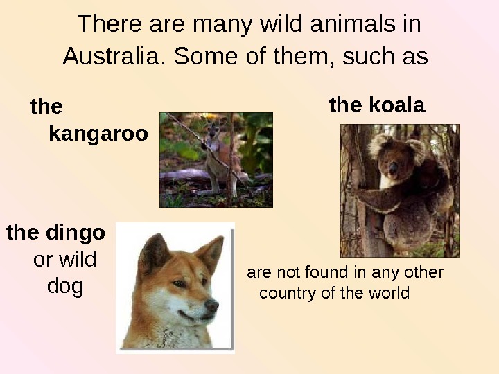   There are many wild animals in Australia. Some of them, such as