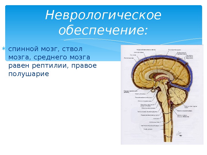  спинной мозг, ствол мозга, среднего мозга равен рептилии, правое полушарие Неврологическое обеспечение: 
