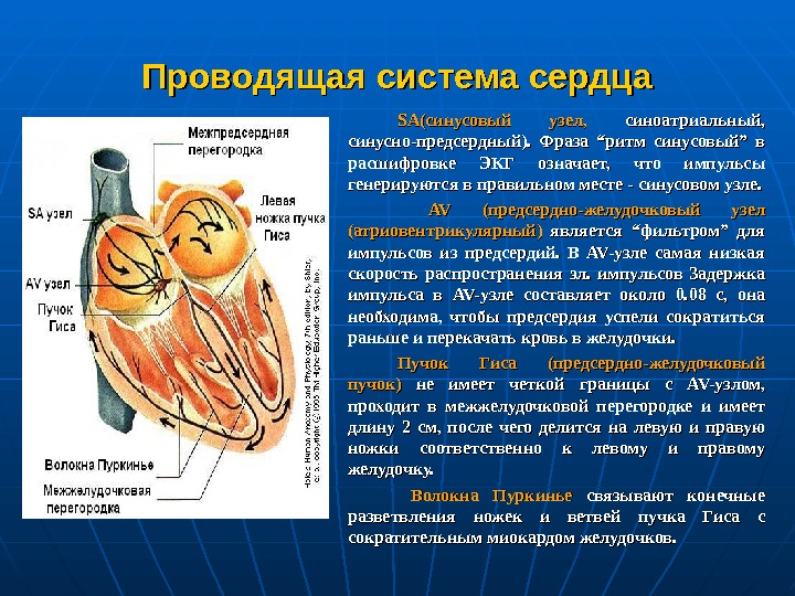   Проводящая система сердца SASA (синусовый  узел,  синоатриальный,  синусно-предсердный). 