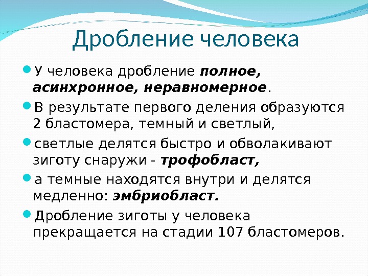 Дробление человека У человека дробление полное,  асинхронное, неравномерное.  В результате первого деления