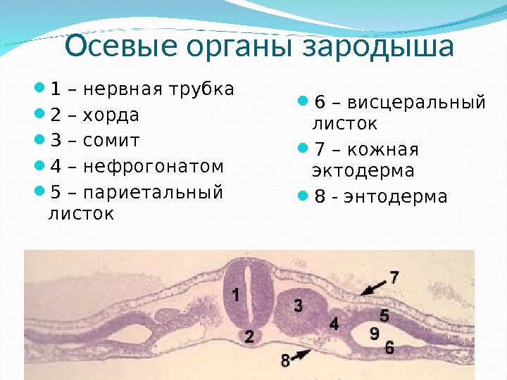Осевые органы зародыша 1 – нервная трубка 2 – хорда 3 – сомит 4