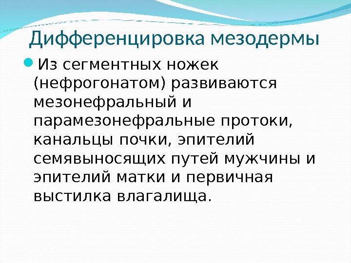 Дифференцировка мезодермы Из сегментных ножек (нефрогонатом) развиваются мезонефральный и парамезонефральные протоки,  канальцы почки,