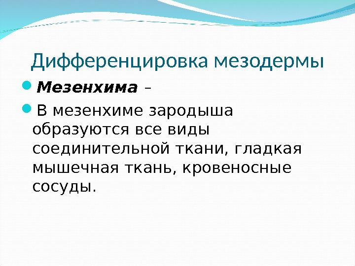 Дифференцировка мезодермы Мезенхима –  В мезенхиме зародыша образуются все виды соединительной ткани, гладкая