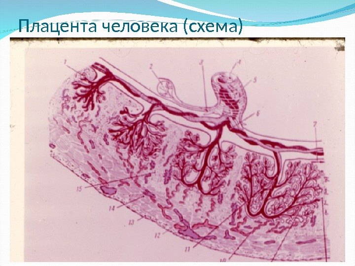 Плацента человека (схема) 