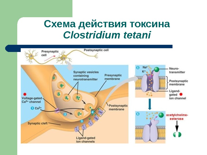 Схема действия токсина Clostridium  tetani 