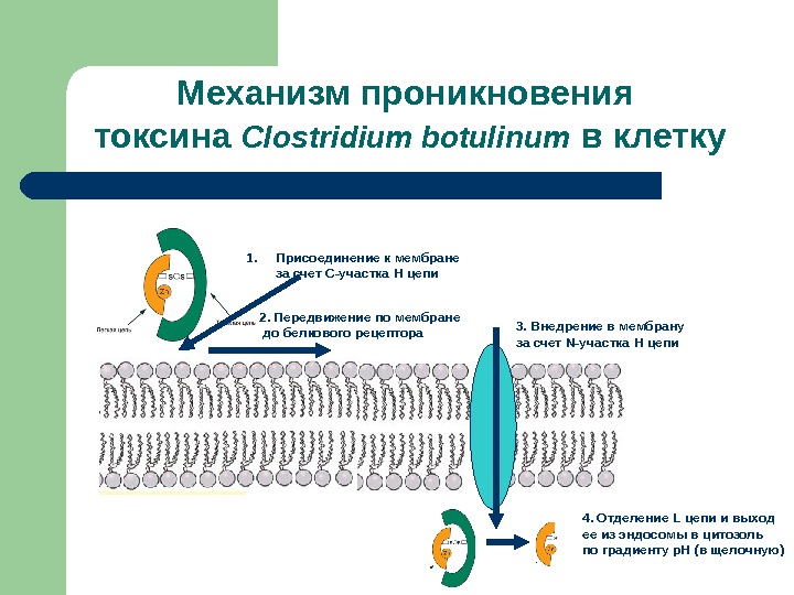 Механизм проникновения токсина Clostridium botulinum  в клетку 1. Присоединение к мембране за счет