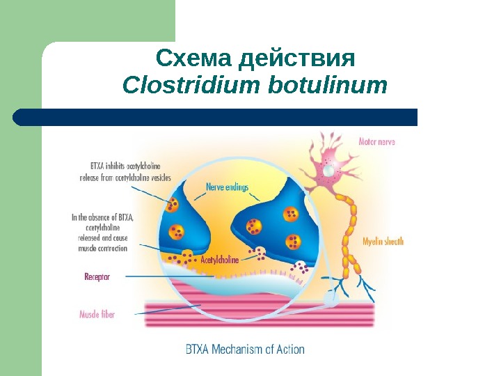 Схема действия Clostridium botulinum  
