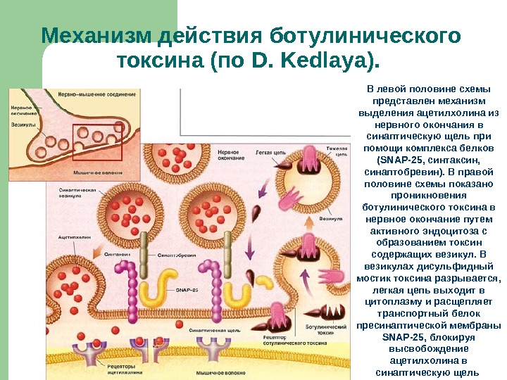 Механизм действия ботулинического токсина (по D. Kedlaya).  В левой половине схемы представлен механизм