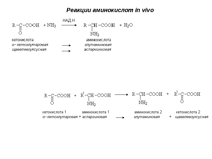 Реакции аминокислот in vivo  