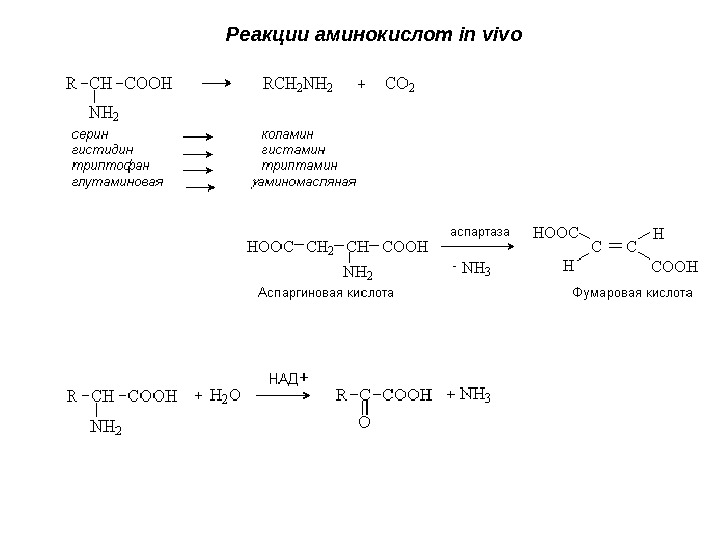 Реакции аминокислот in vivo  