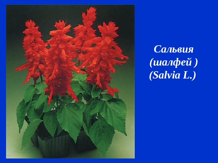 Сальвия (шалфей ) ( Salvia L. )  
