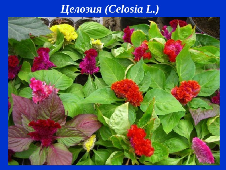 Целозия ( Celosia L. )  