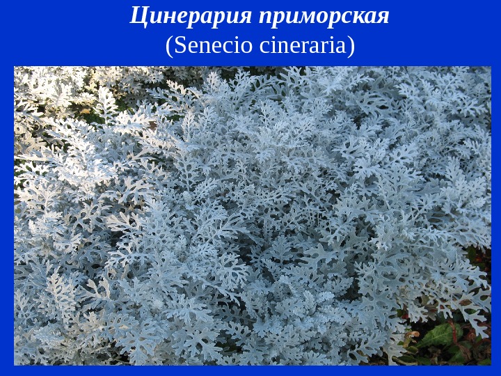 Цинерария приморская  ( Senecio cineraria )  
