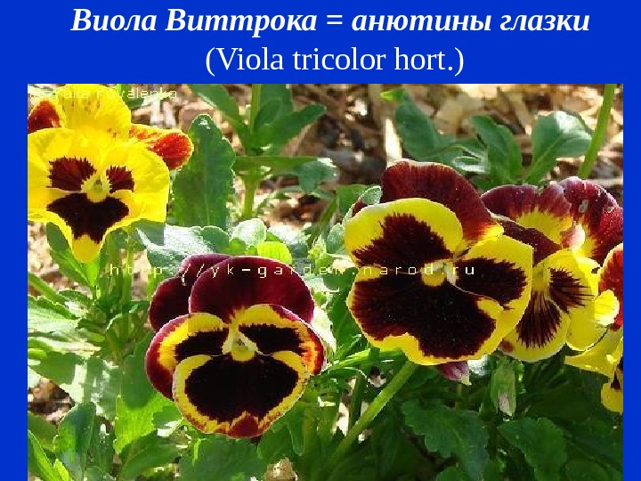 Виола Виттрока = анютины глазки  ( Viola tricolor hort. ) 