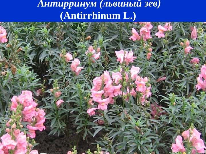 Антирринум (львиный зев) ( Antirrhinum L. ) 