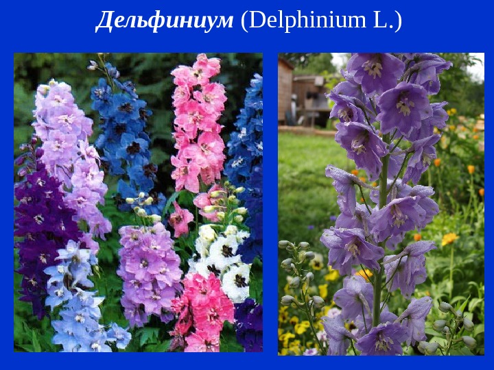 Дельфиниум ( Delphinium L. ) 