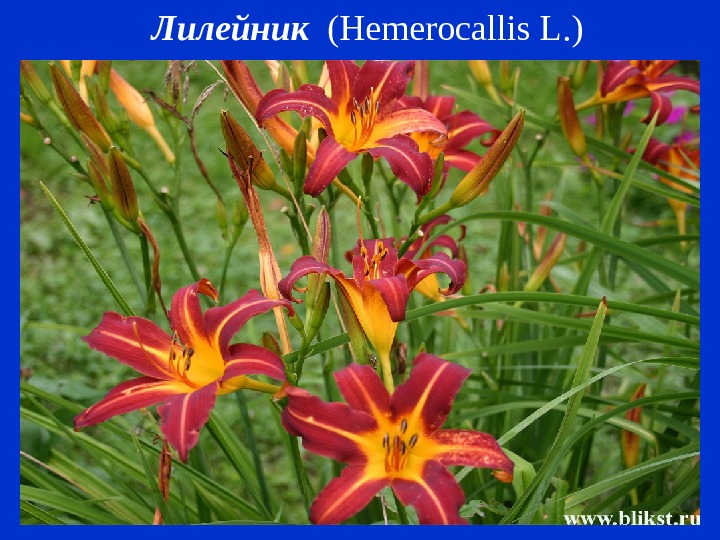   Лилейник  ( Hemerocallis L. ) 