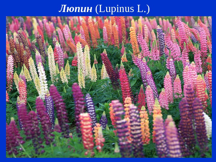 Люпин ( Lupinus L. ) 