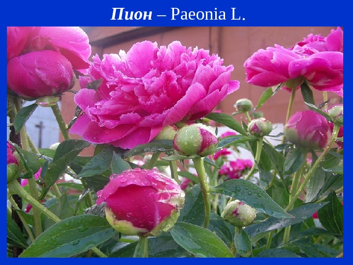 Пион – Paeonia L. 