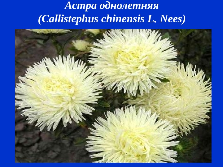 Астра однолетняя ( Callistephus chinensis L.  Nees )  