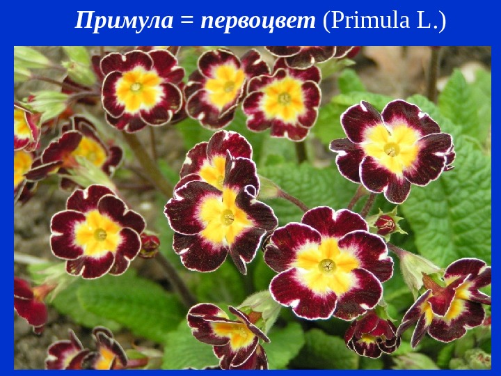 Примула = первоцвет ( Primula L. ) 
