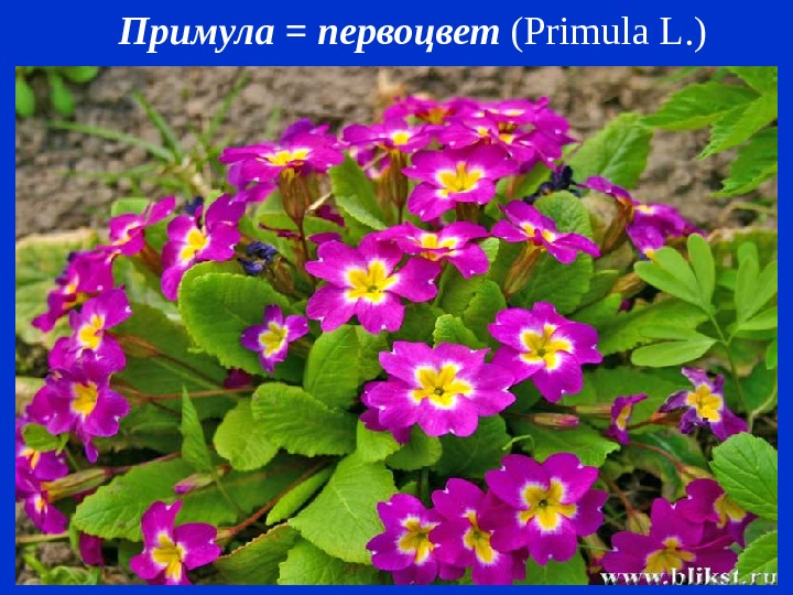   Примула = первоцвет ( Primula L. ) 