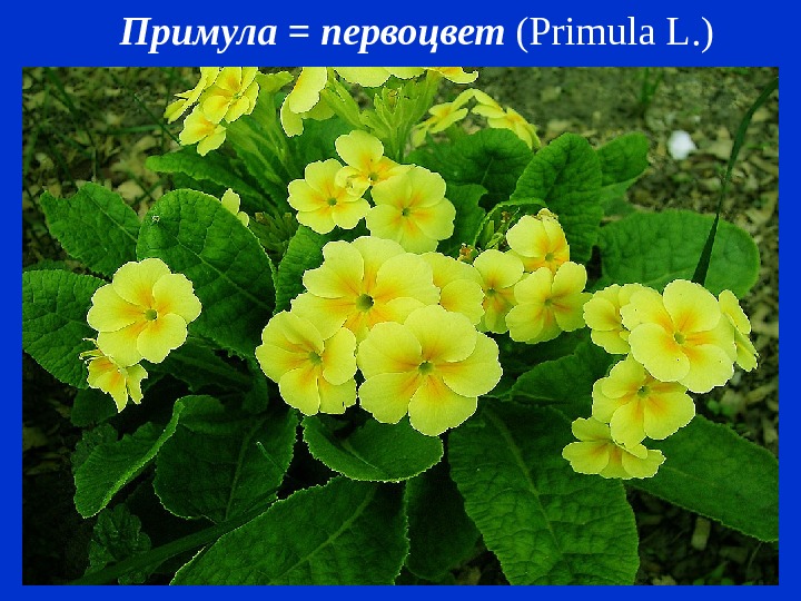   Примула = первоцвет ( Primula L. ) 