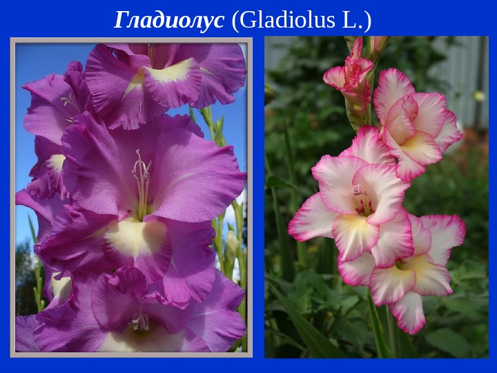 Гладиолус ( Gladiolus L. ) 