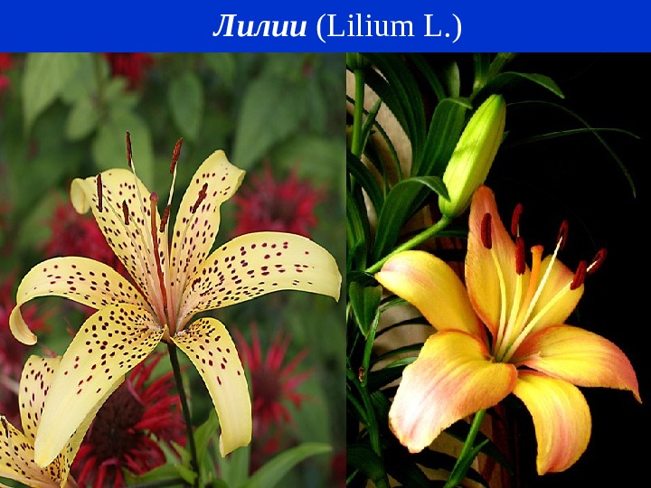Лилии ( Lilium L. ) 