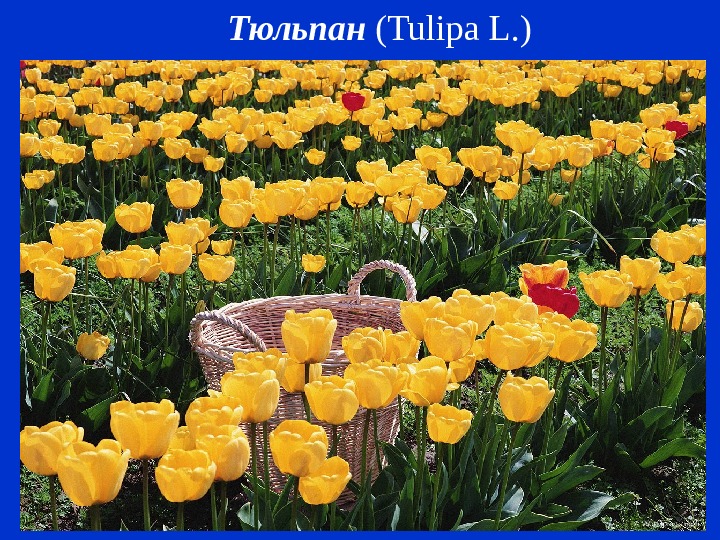 Тюльпан ( Tulipa L. ) 